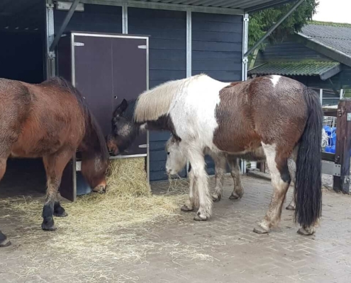 Pferde in einem Offenstall fressen Heu aus einer zeitgesteuerten Portionsraufe.
