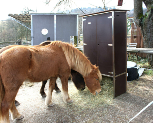 Isländerpferd frisst Heu aus einer zeitgesteuerten portionierten Fütterungsraufe auf dem Paddock.