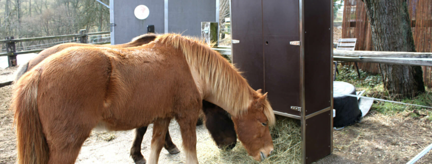 Isländerpferd frisst Heu aus einer zeitgesteuerten portionierten Fütterungsraufe auf dem Paddock.