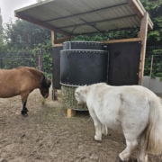 Zwei Shetlandponys fressen Heu aus einer automatisierten, überdachten Heuraufe auf einem Sandpaddock.