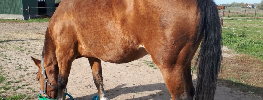 Ein braunes älteres Pferd frisst aus einem grünen Futtereimer auf einem Reitplatz oder Auslauf, im Hintergrund ein grünes Stallgebäude.