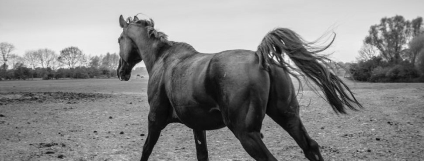 Kraftvolles Pferd im Galopp – frei, gesund und stark dank moderner Pferdefütterung und Futterautomaten