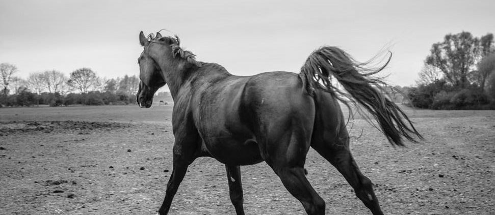 Kraftvolles Pferd im Galopp – frei, gesund und stark dank moderner Pferdefütterung und Futterautomaten