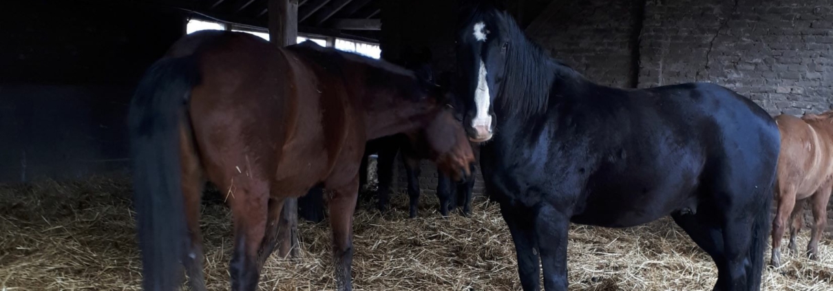 Pferde in einem Offenstall am Haus, mit Stroh auf dem Boden.