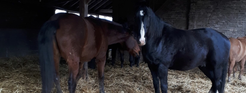 Pferde in einem Offenstall am Haus, mit Stroh auf dem Boden.